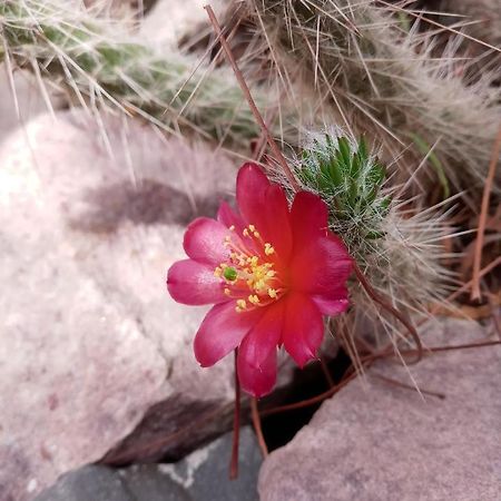 Cabana Flor De Cardon-Juella. Екстериор снимка