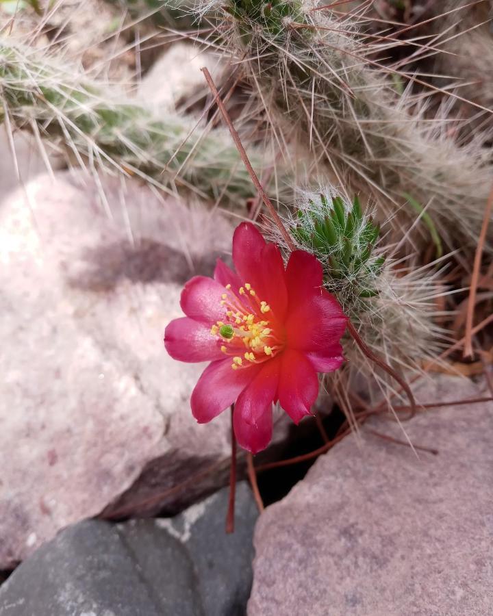 Cabana Flor De Cardon-Juella. Екстериор снимка